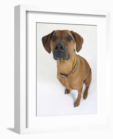 Domestic Dog, Rhodesian Ridgeback Looking Up-Petra Wegner-Framed Photographic Print