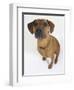 Domestic Dog, Rhodesian Ridgeback Looking Up-Petra Wegner-Framed Photographic Print