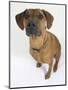 Domestic Dog, Rhodesian Ridgeback Looking Up-Petra Wegner-Mounted Photographic Print