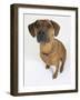 Domestic Dog, Rhodesian Ridgeback Looking Up-Petra Wegner-Framed Photographic Print