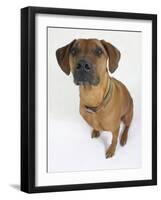 Domestic Dog, Rhodesian Ridgeback Looking Up-Petra Wegner-Framed Photographic Print