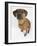 Domestic Dog, Rhodesian Ridgeback Looking Up-Petra Wegner-Framed Photographic Print