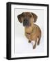 Domestic Dog, Rhodesian Ridgeback Looking Up-Petra Wegner-Framed Photographic Print