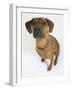 Domestic Dog, Rhodesian Ridgeback Looking Up-Petra Wegner-Framed Photographic Print