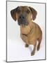 Domestic Dog, Rhodesian Ridgeback Looking Up-Petra Wegner-Mounted Photographic Print