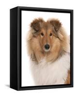 Domestic Dog, Rough Collie, puppy, close-up of head-Chris Brignell-Framed Stretched Canvas