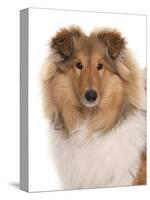 Domestic Dog, Rough Collie, puppy, close-up of head-Chris Brignell-Stretched Canvas