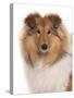 Domestic Dog, Rough Collie, puppy, close-up of head-Chris Brignell-Stretched Canvas