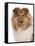 Domestic Dog, Rough Collie, puppy, close-up of head-Chris Brignell-Framed Stretched Canvas