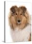 Domestic Dog, Rough Collie, puppy, close-up of head-Chris Brignell-Stretched Canvas