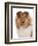 Domestic Dog, Rough Collie, puppy, close-up of head-Chris Brignell-Framed Photographic Print