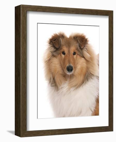 Domestic Dog, Rough Collie, puppy, close-up of head-Chris Brignell-Framed Photographic Print