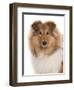 Domestic Dog, Rough Collie, puppy, close-up of head-Chris Brignell-Framed Photographic Print