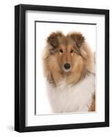 Domestic Dog, Rough Collie, puppy, close-up of head-Chris Brignell-Framed Photographic Print