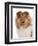 Domestic Dog, Rough Collie, puppy, close-up of head-Chris Brignell-Framed Photographic Print