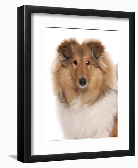 Domestic Dog, Rough Collie, puppy, close-up of head-Chris Brignell-Framed Photographic Print