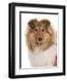 Domestic Dog, Rough Collie, puppy, close-up of head-Chris Brignell-Framed Photographic Print