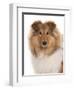 Domestic Dog, Rough Collie, puppy, close-up of head-Chris Brignell-Framed Photographic Print