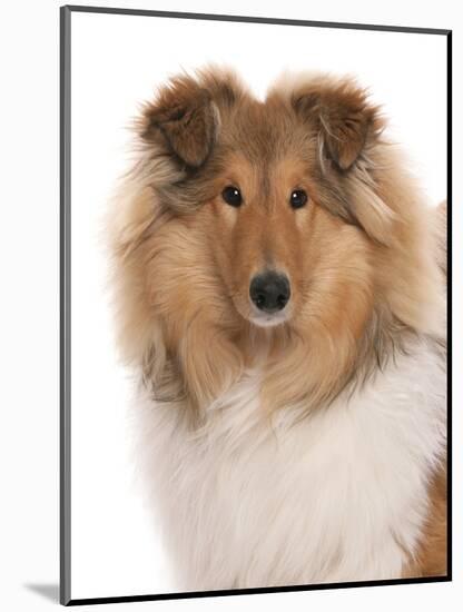 Domestic Dog, Rough Collie, puppy, close-up of head-Chris Brignell-Mounted Photographic Print