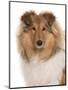 Domestic Dog, Rough Collie, puppy, close-up of head-Chris Brignell-Mounted Photographic Print