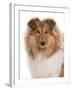 Domestic Dog, Rough Collie, puppy, close-up of head-Chris Brignell-Framed Photographic Print