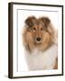 Domestic Dog, Rough Collie, puppy, close-up of head-Chris Brignell-Framed Photographic Print