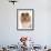 Domestic Dog, Rough Collie, puppy, close-up of head-Chris Brignell-Framed Photographic Print displayed on a wall