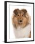 Domestic Dog, Rough Collie, puppy, close-up of head-Chris Brignell-Framed Photographic Print