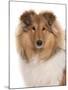 Domestic Dog, Rough Collie, puppy, close-up of head-Chris Brignell-Mounted Photographic Print