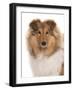 Domestic Dog, Rough Collie, puppy, close-up of head-Chris Brignell-Framed Photographic Print