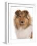 Domestic Dog, Rough Collie, puppy, close-up of head-Chris Brignell-Framed Photographic Print