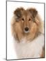 Domestic Dog, Rough Collie, puppy, close-up of head-Chris Brignell-Mounted Photographic Print