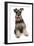 Domestic Dog, Schnauzer, adult female, sitting-Chris Brignell-Framed Photographic Print