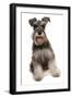 Domestic Dog, Schnauzer, adult female, sitting-Chris Brignell-Framed Photographic Print