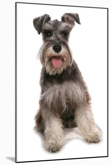 Domestic Dog, Schnauzer, adult female, sitting-Chris Brignell-Mounted Photographic Print