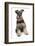 Domestic Dog, Schnauzer, adult female, sitting-Chris Brignell-Framed Photographic Print