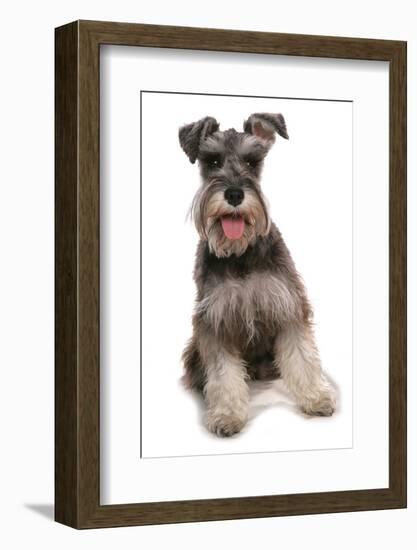 Domestic Dog, Schnauzer, adult female, sitting-Chris Brignell-Framed Photographic Print