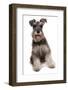 Domestic Dog, Schnauzer, adult female, sitting-Chris Brignell-Framed Photographic Print