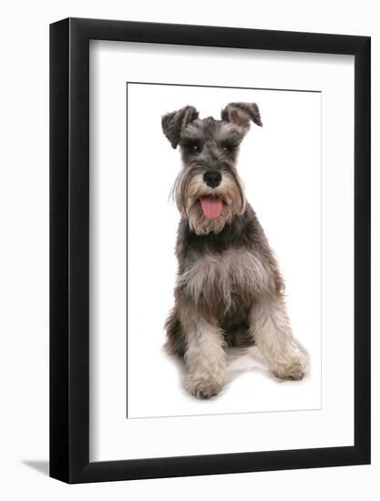 Domestic Dog, Schnauzer, adult female, sitting-Chris Brignell-Framed Photographic Print