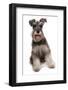 Domestic Dog, Schnauzer, adult female, sitting-Chris Brignell-Framed Photographic Print