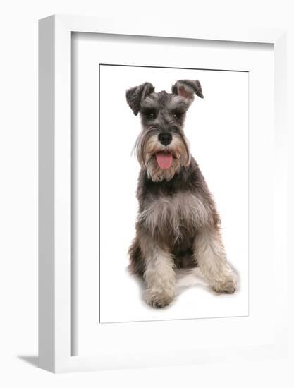 Domestic Dog, Schnauzer, adult female, sitting-Chris Brignell-Framed Photographic Print