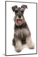 Domestic Dog, Schnauzer, adult female, sitting-Chris Brignell-Mounted Photographic Print