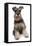 Domestic Dog, Schnauzer, adult female, sitting-Chris Brignell-Framed Stretched Canvas