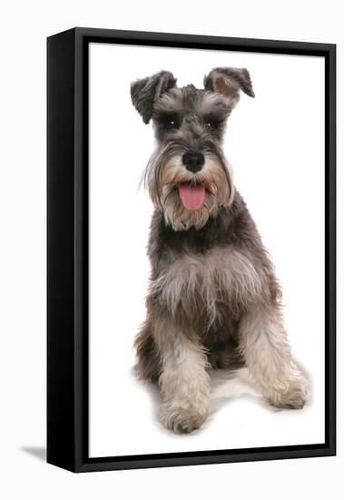 Domestic Dog, Schnauzer, adult female, sitting-Chris Brignell-Framed Stretched Canvas