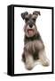 Domestic Dog, Schnauzer, adult female, sitting-Chris Brignell-Framed Stretched Canvas