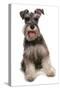 Domestic Dog, Schnauzer, adult female, sitting-Chris Brignell-Stretched Canvas