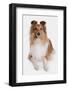 Domestic Dog, Shetland Sheepdog, adult, laying-Chris Brignell-Framed Photographic Print