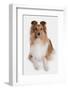 Domestic Dog, Shetland Sheepdog, adult, laying-Chris Brignell-Framed Photographic Print