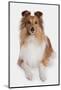 Domestic Dog, Shetland Sheepdog, adult, laying-Chris Brignell-Mounted Photographic Print