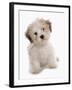 Domestic Dog, Shichon (Shih Tzu x Bichon Frise) designer crossbreed, puppy, sitting-Chris Brignell-Framed Photographic Print